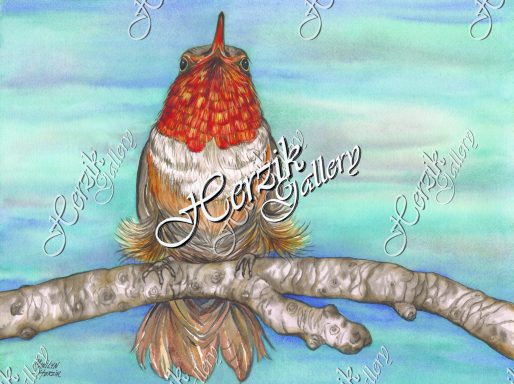 Rufus Hummingbird (Print)