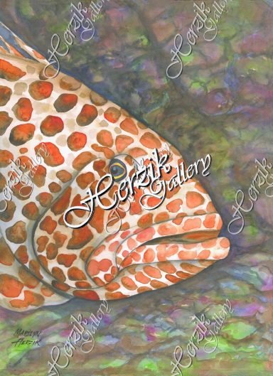 Red Hind Grouper Strawberry