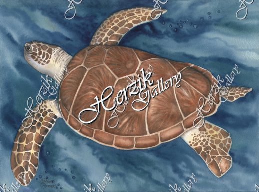 Sea Turtle #1
